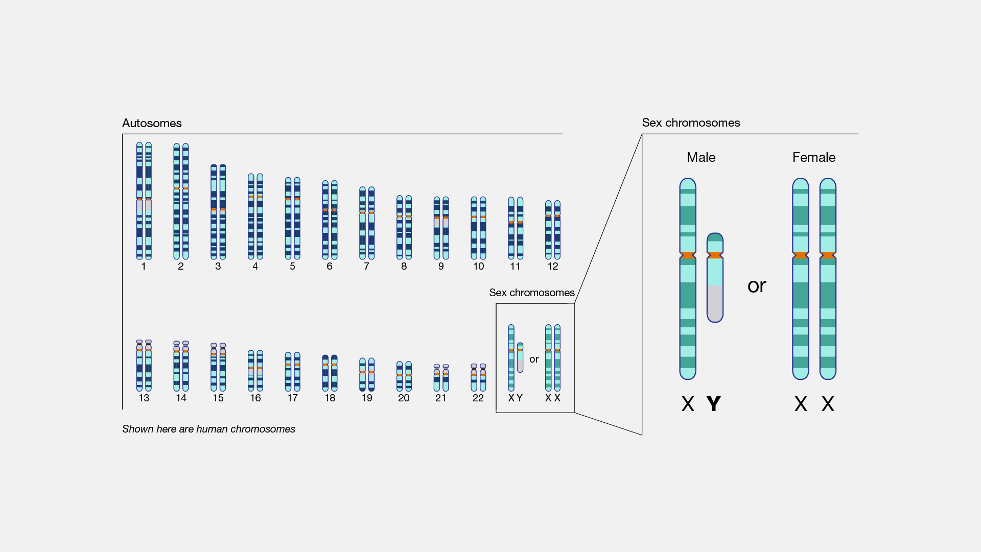 Diagram of human autosomes and sex chromosomes